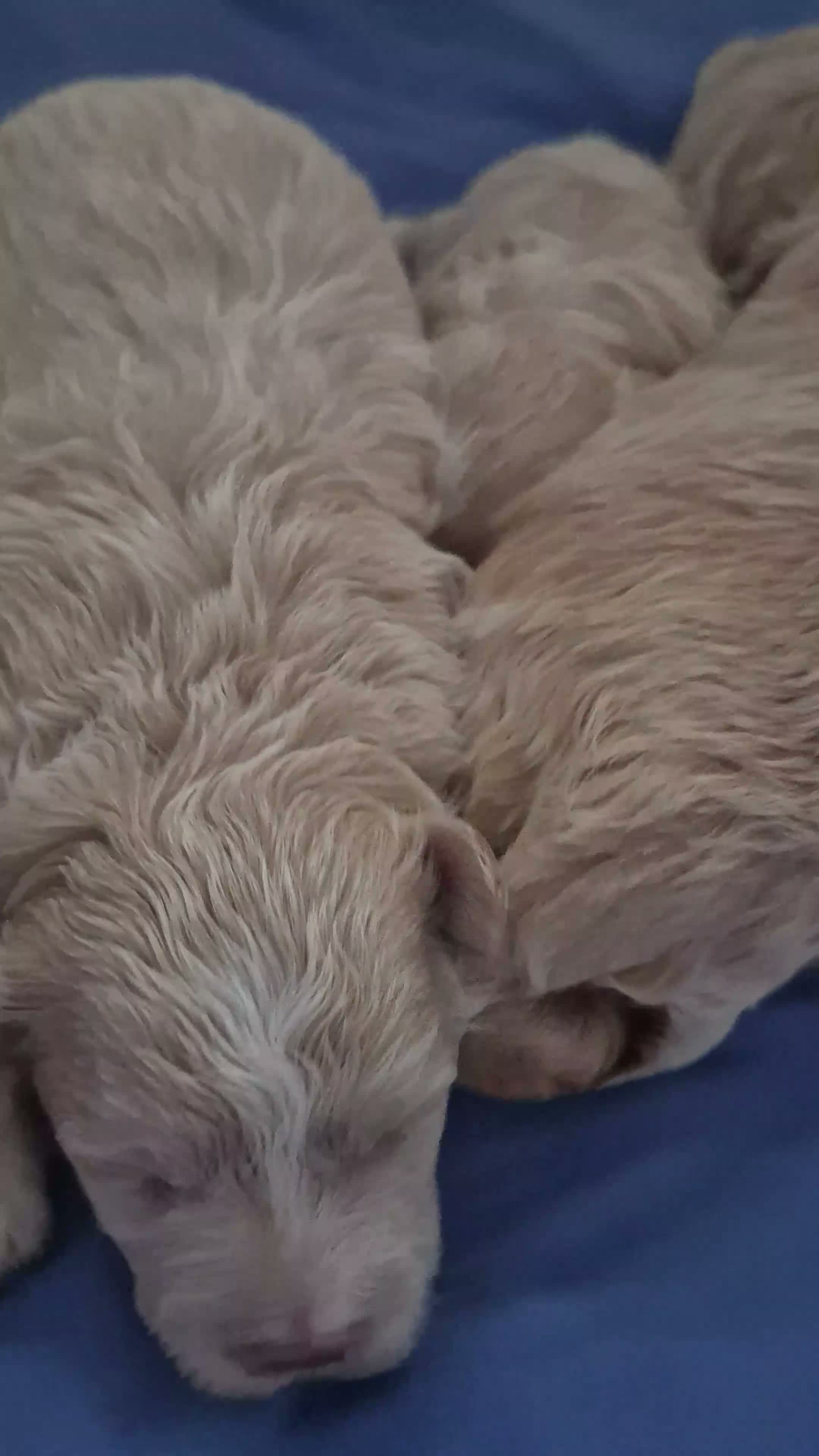 Maltipoo dogs for sale: Beautiful   maltipoo pups - Video 2