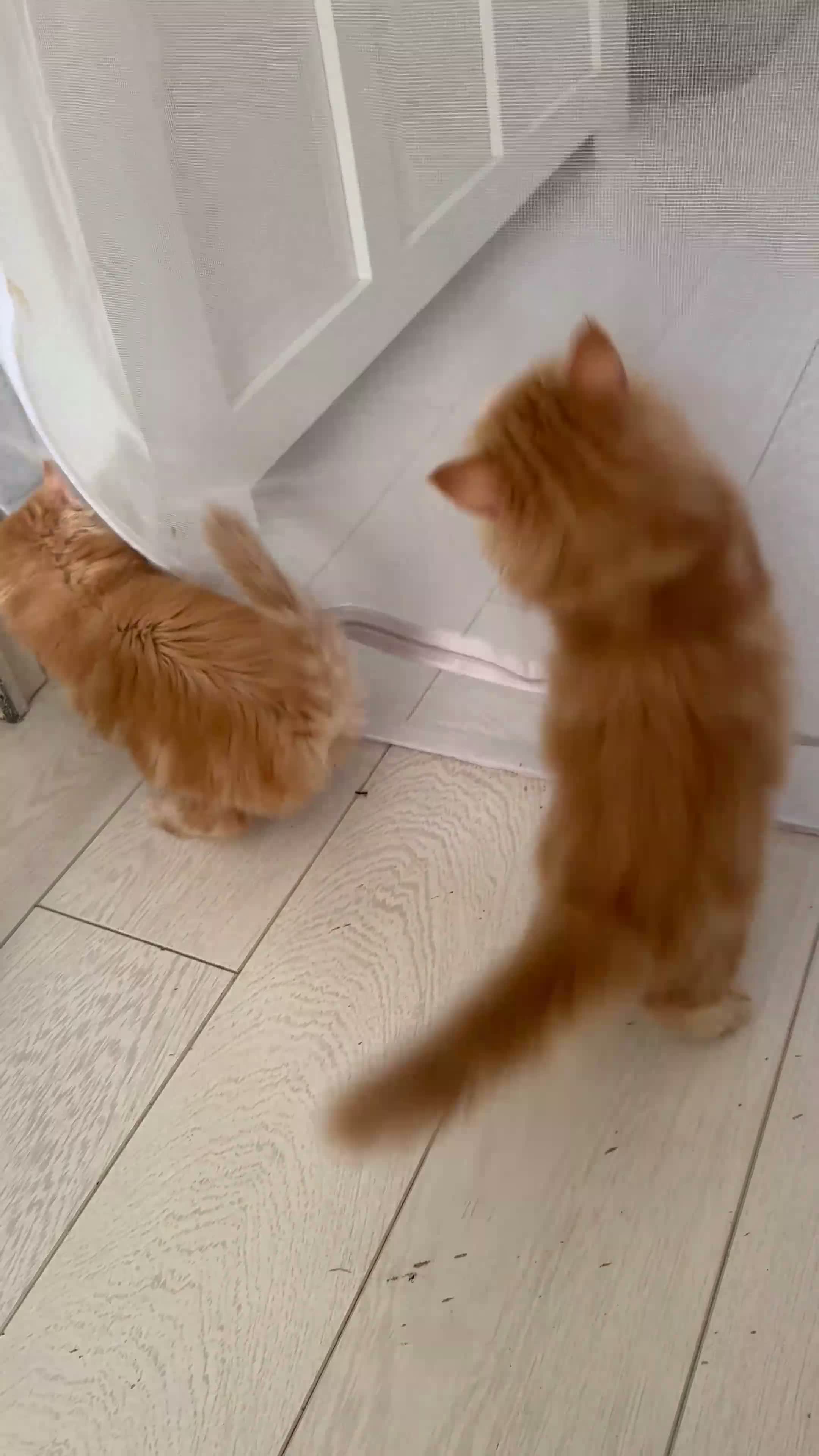 Persian cats for sale: Mango A Gorgeous Golden Doll faced Persian kitten - Video 3