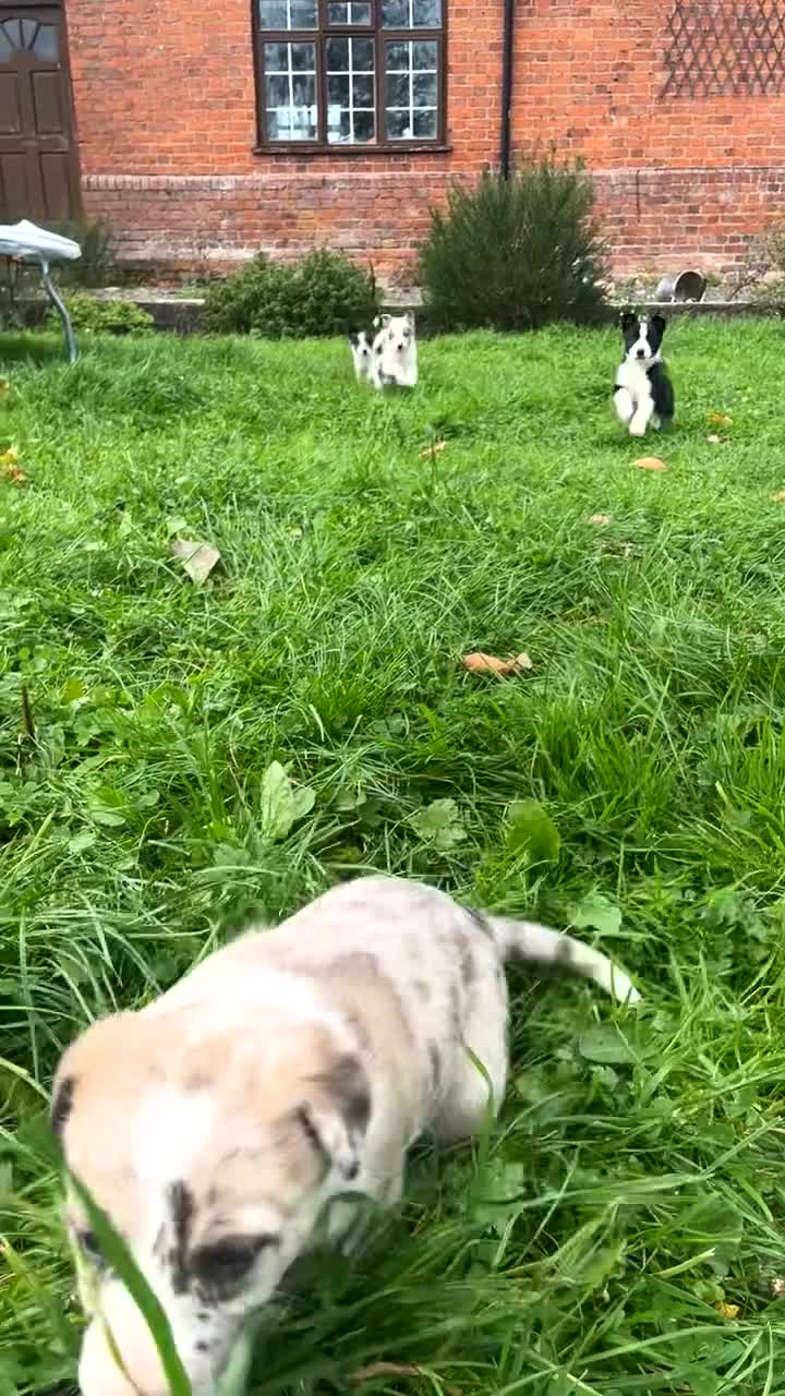 Border Collie dogs for sale: 5 beautiful pups!  - Video 1