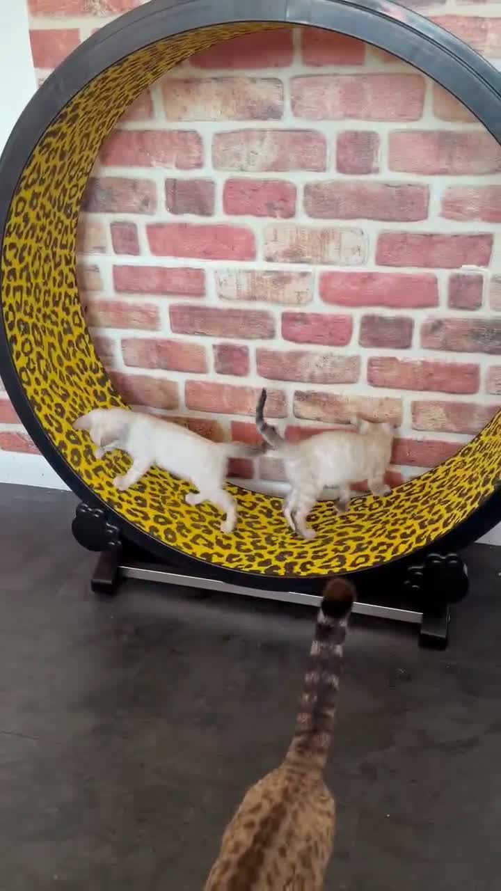 Bengal cats for sale: Blue-eyed Albinos Bengal Kittens, TICA-Active! 🏆 - Video 2
