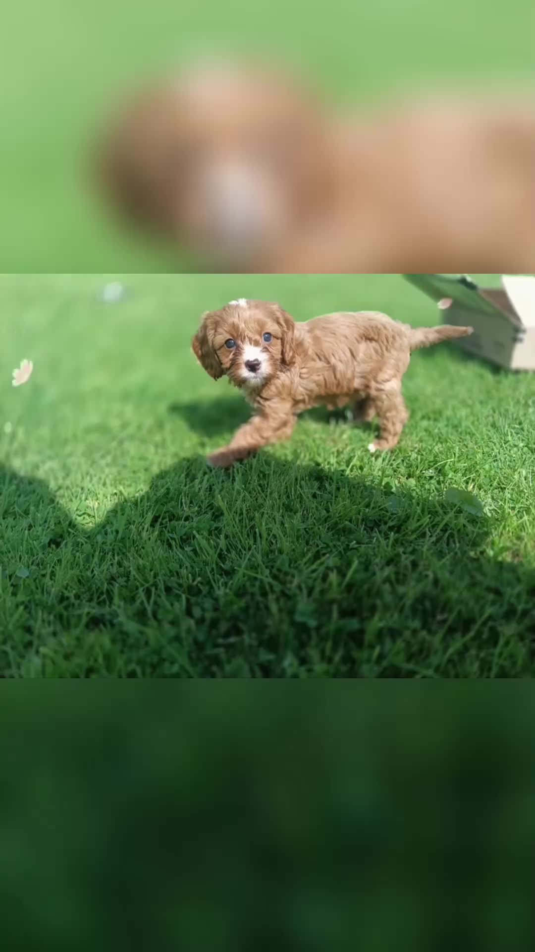 Cavapoo dogs for sale: Stunning F1 Quality Cavapoo Puppies. Dad Tested.  - Video 1