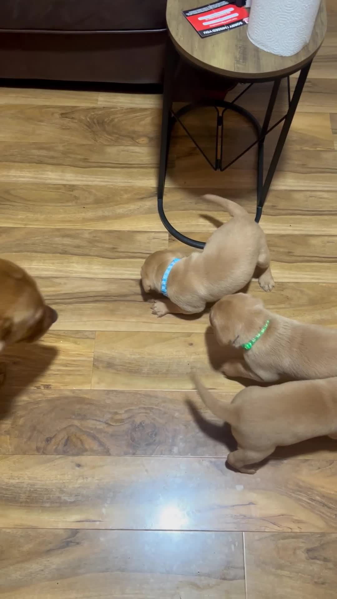 Labrador Retriever dogs for sale: 5 Pedigree KC Reg Fox Red Labs ready NYE  - Video 5