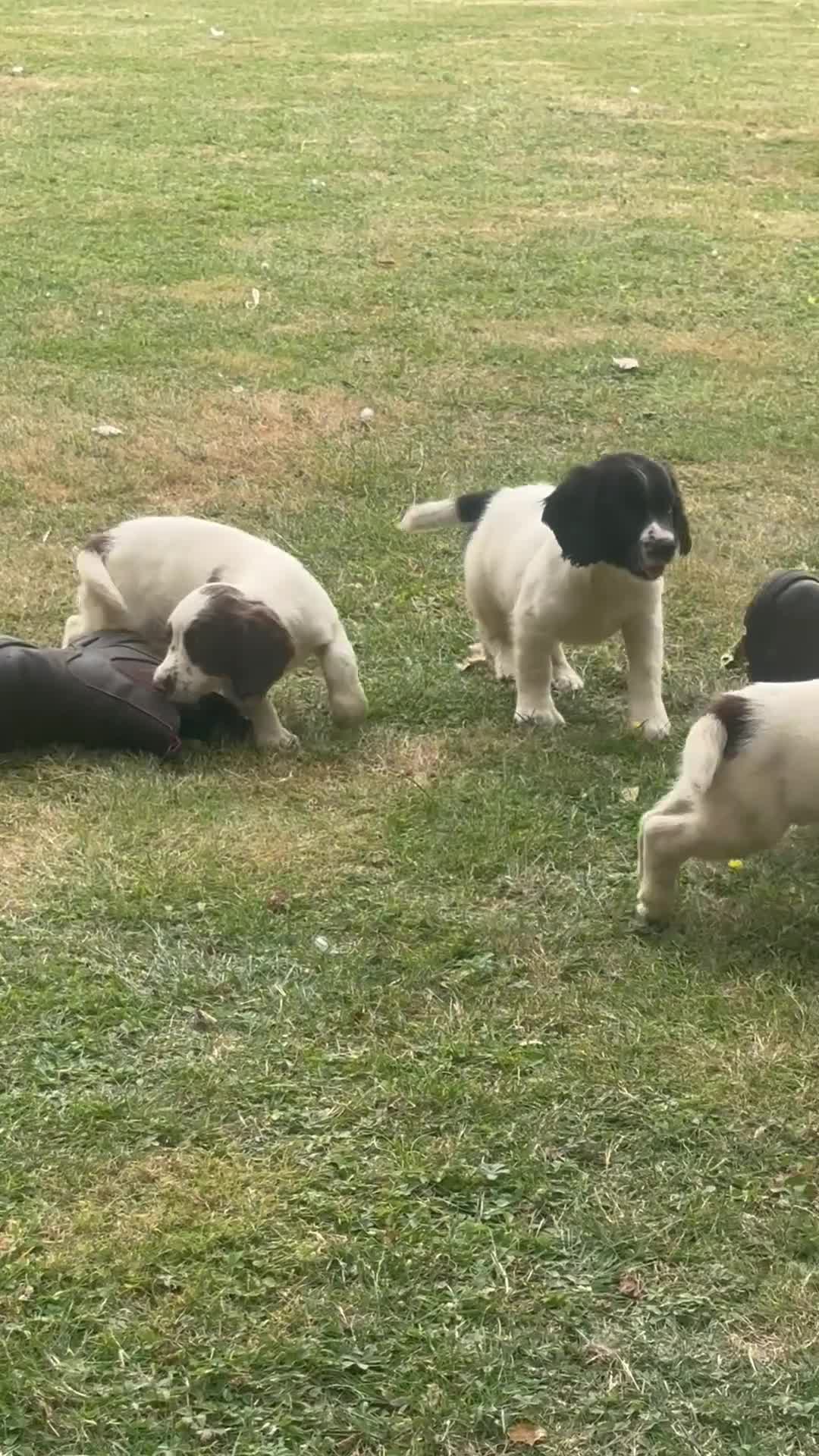 English Springer Spaniel dogs for sale: KC springer spaniels 1 male left ready to go  - Video 1