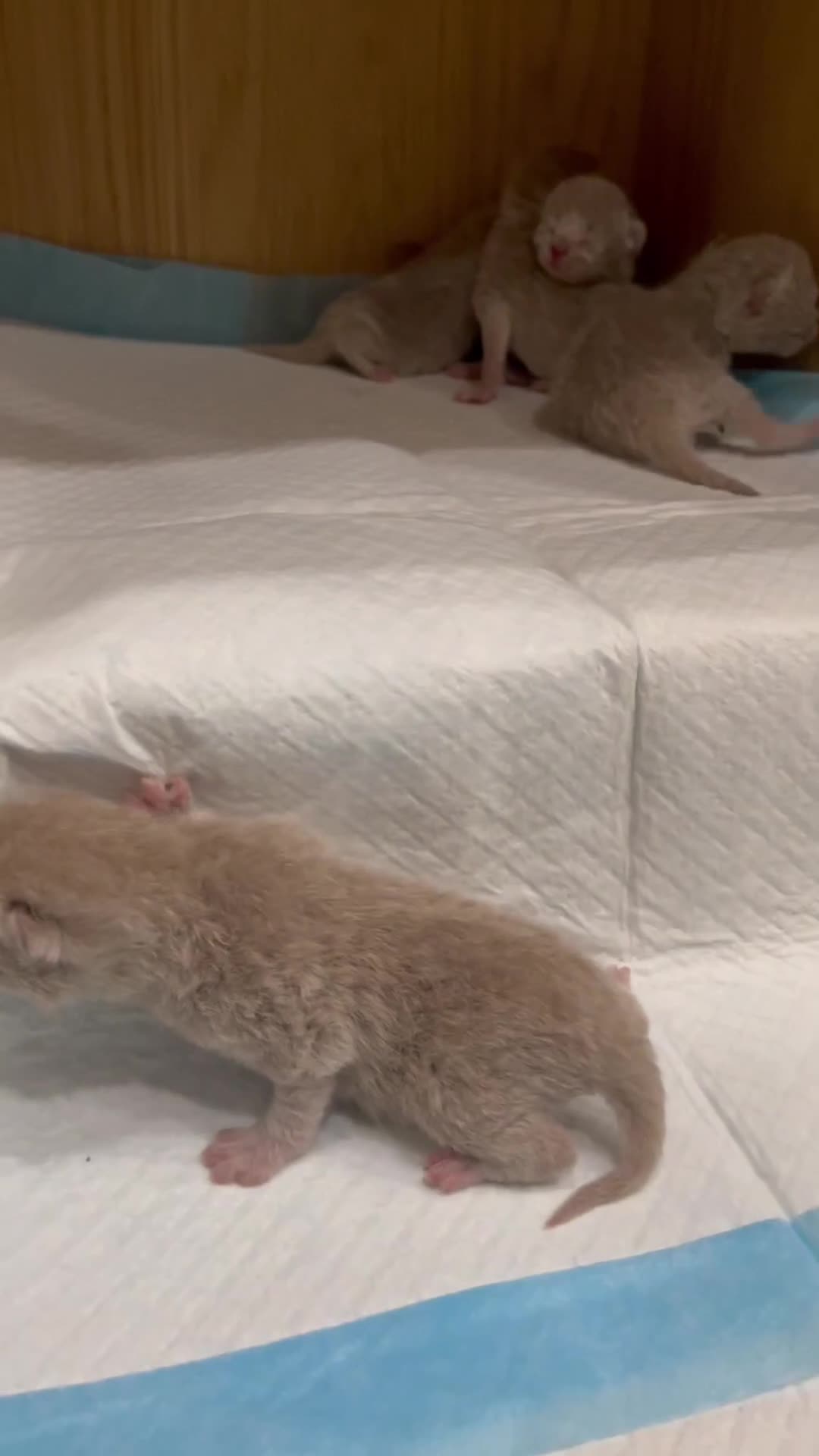 British Shorthair cats for sale: 🐾Lilac British Shorthair Kittens🐾 - Video 2