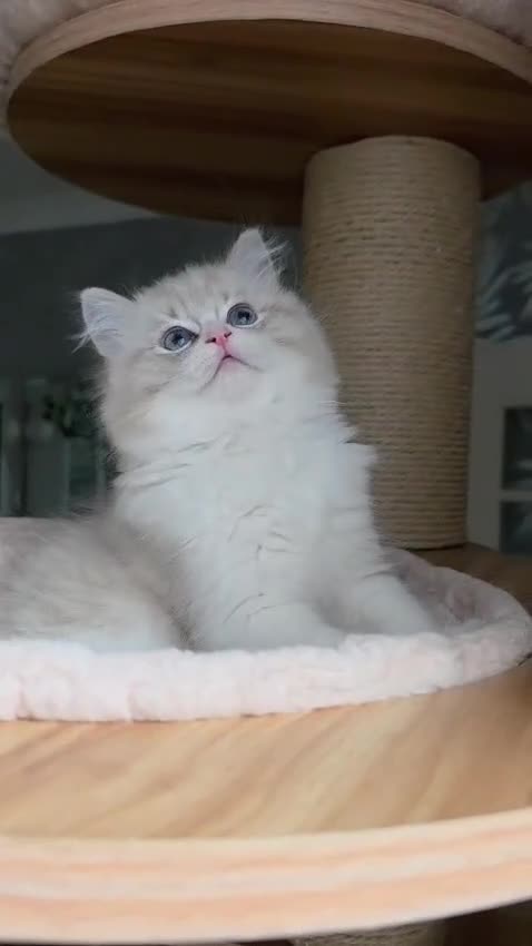 Ragdoll cats for sale: 🩷Amazing European Grand Champion lines🏆🥇 TICA💙 - Video 2