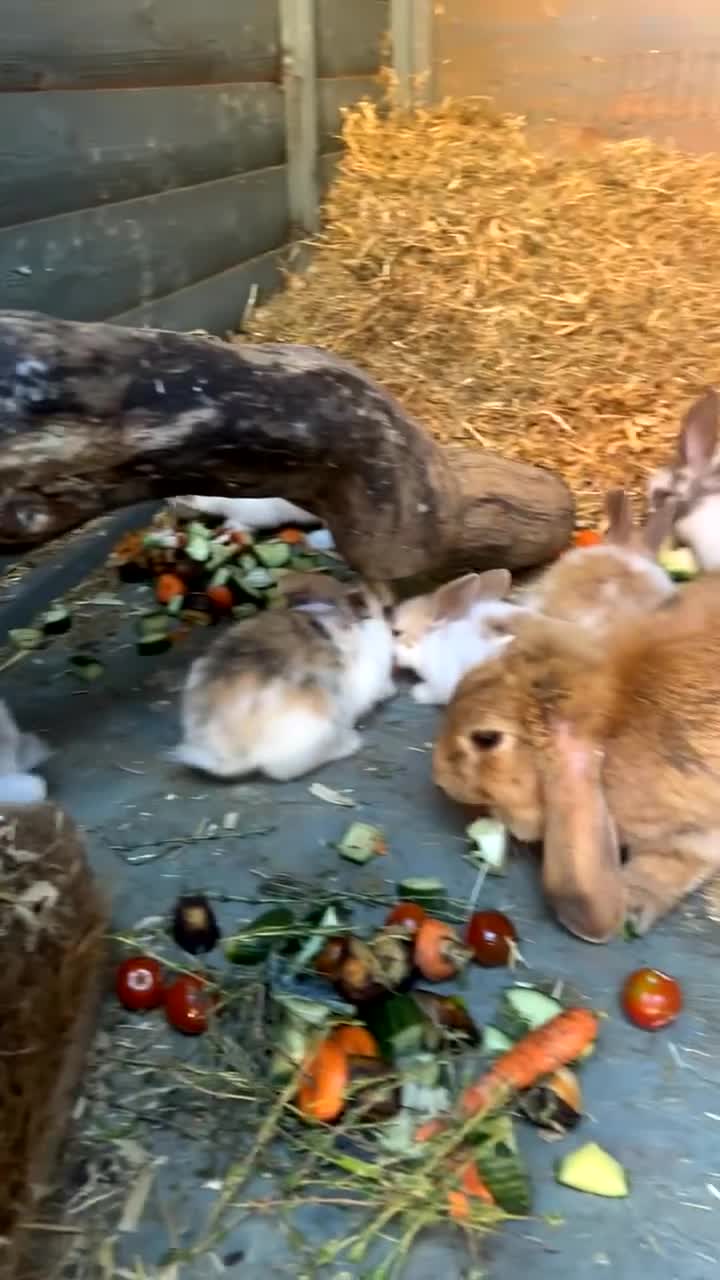 Mixed Breed rabbits for sale: Rabbits  in Gloucester - Video 1