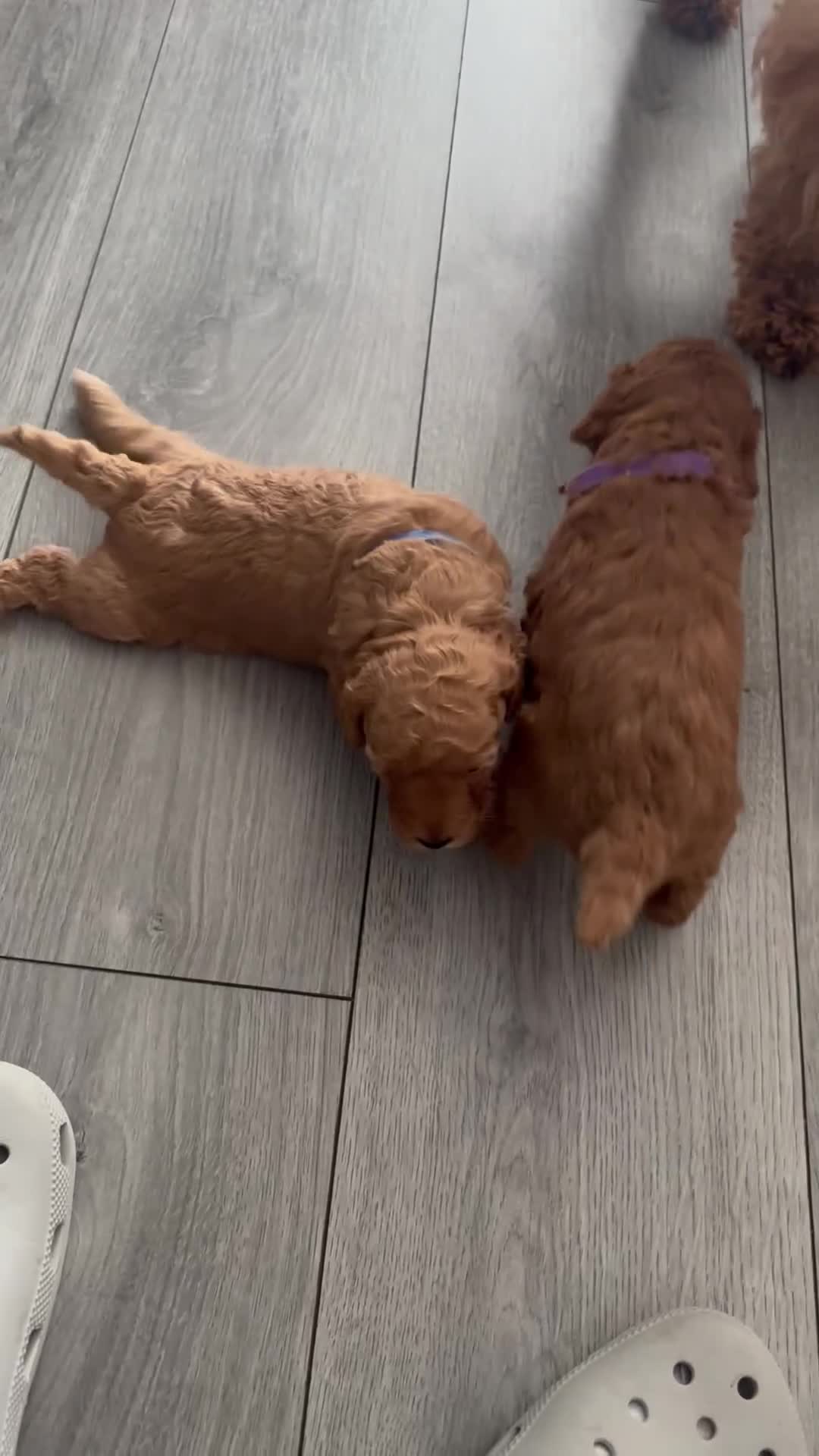 Poodle dogs for sale: Red Miniature Poodles - Video 1