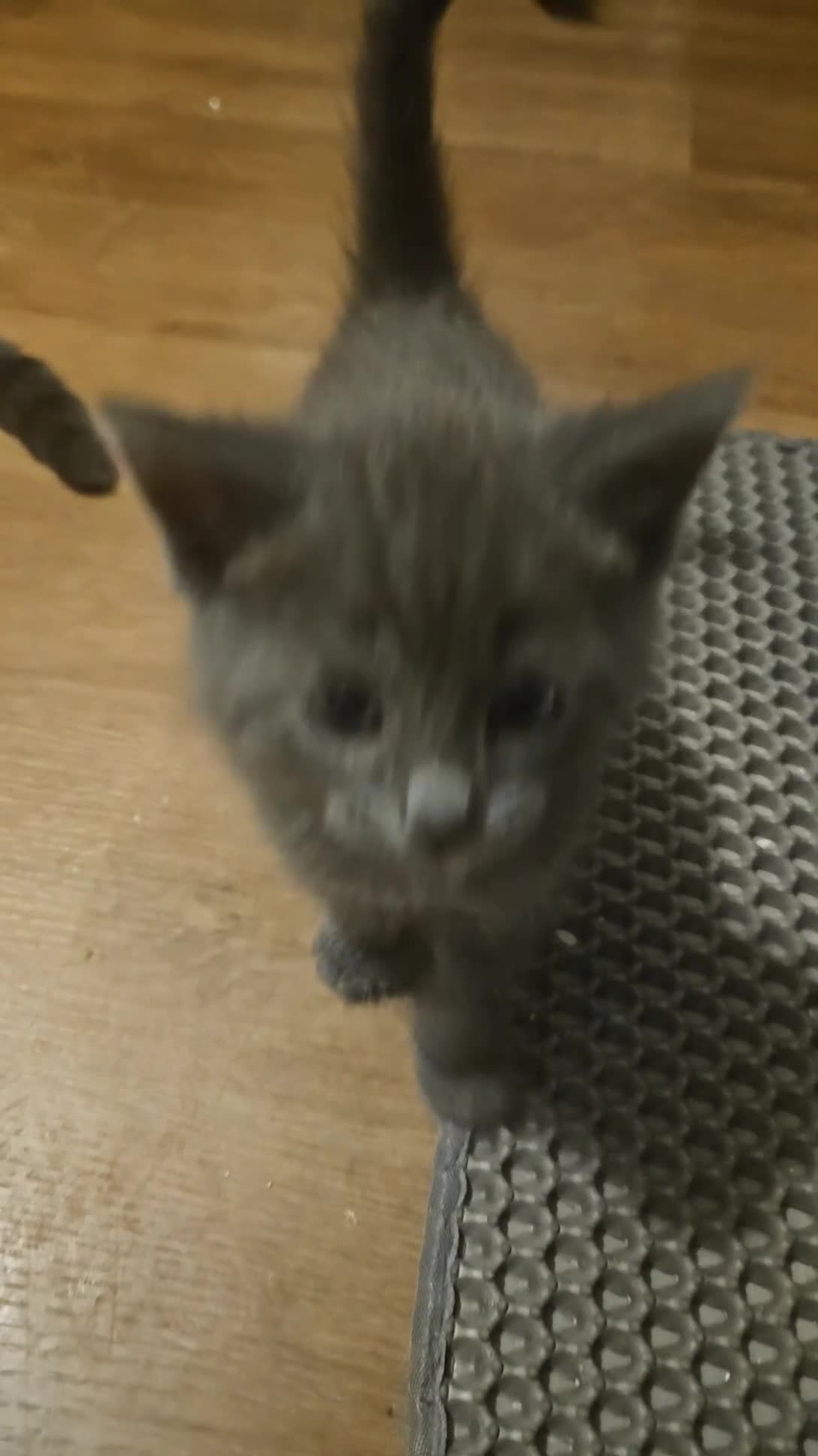 Mixed Breed cats for sale: Grey Kittens🐾🤍 - Video 4