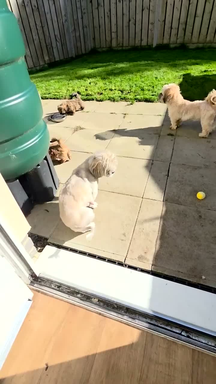 Malshi dogs for sale: Malshi puppies for sale in Crymych - Video 1