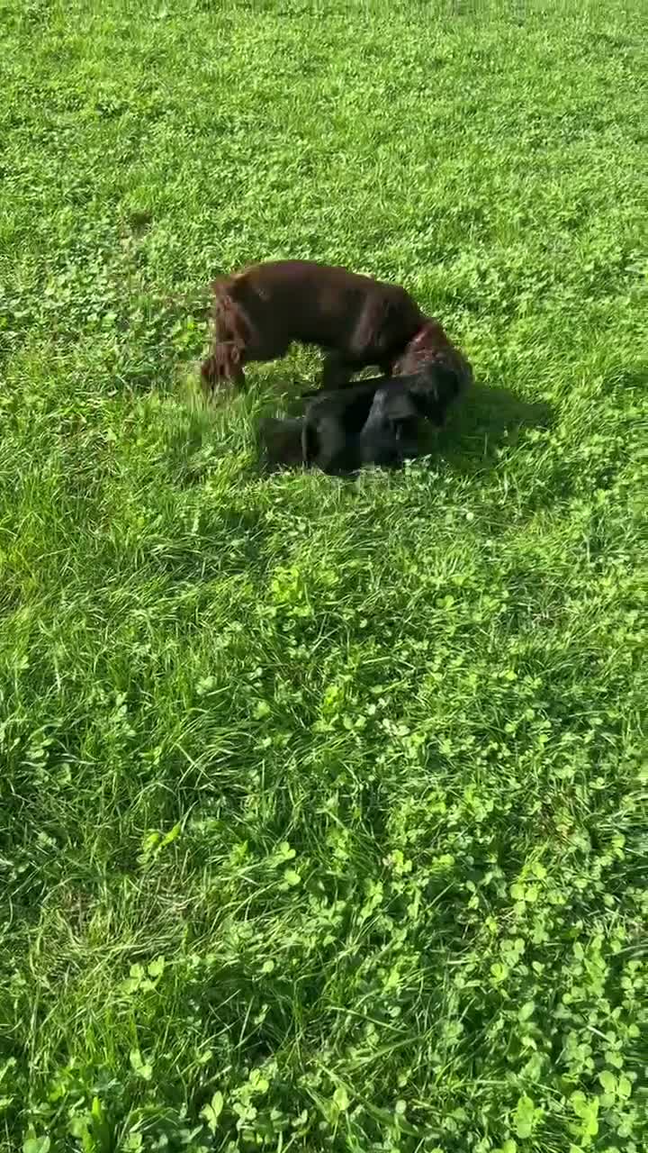 Cocker Spaniel dogs for sale: Cocker spaniel  - Video 1