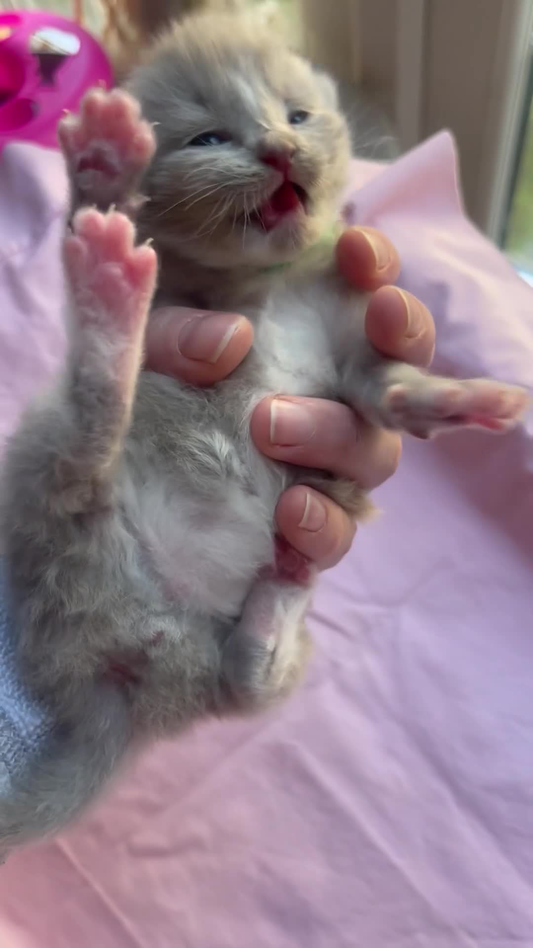 Ragdoll cats for sale: Rare blue and sepia Mink Cherubim Ragdoll kittens  - Video 2