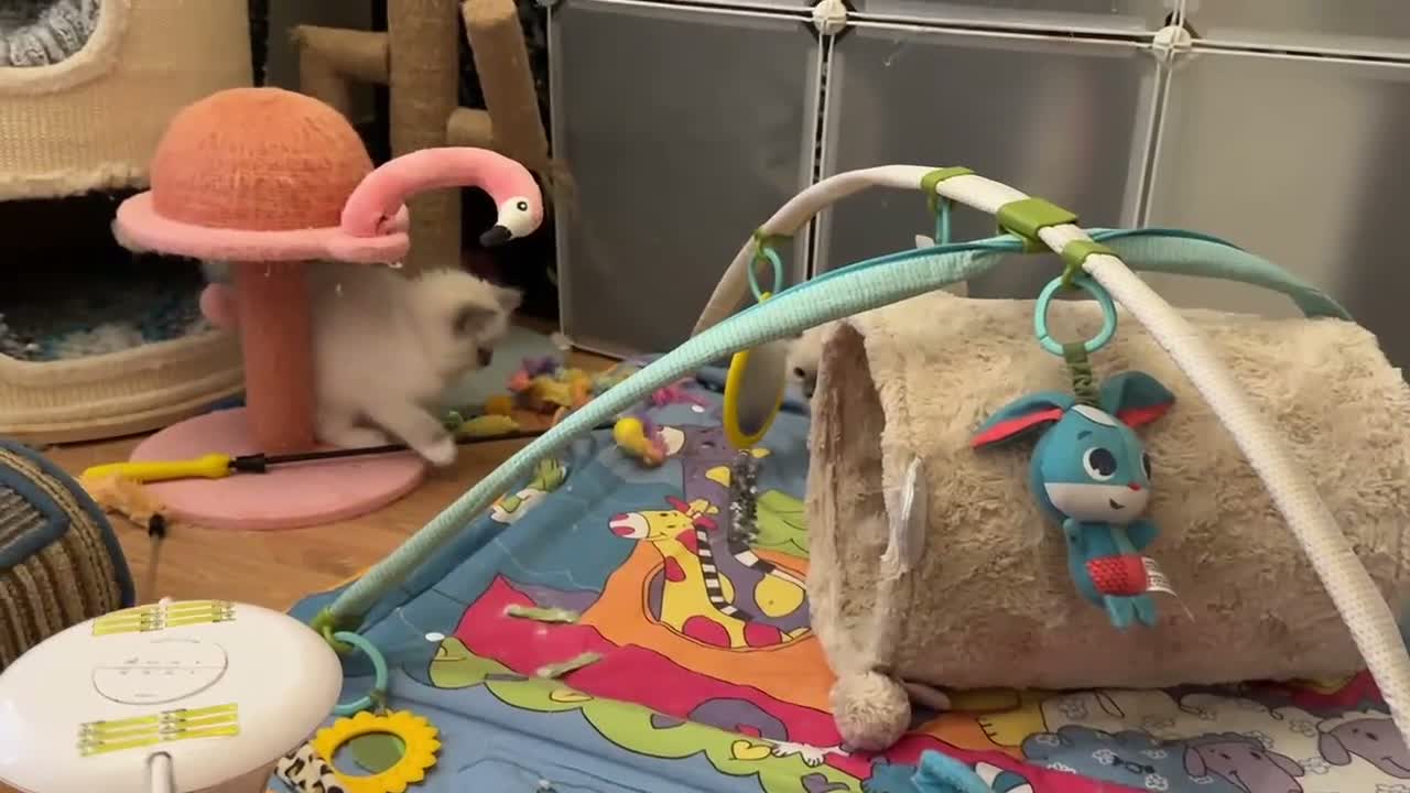 Ragdoll cats for sale: GCCF Registered Ragdoll  - Video 3