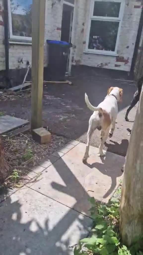 Mixed Breed dogs for adoption: Lucky loving active fun 1 yr old Pointer  - Video 1