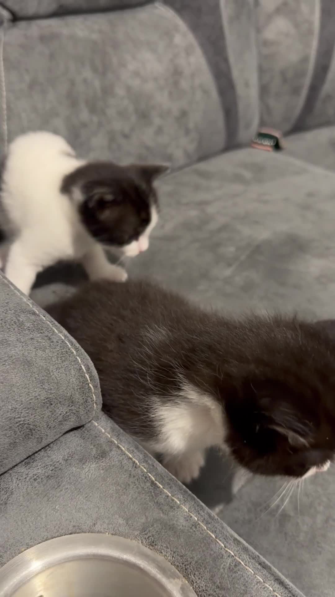 Mixed Breed cats for sale: Kittens for sale  in Hayes - Video 1
