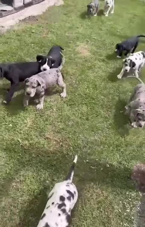 Great Dane dogs for sale: 🐶Gentle Giants, Home Raised & Ready Dane Pups🎁 in Leominster - Video 1