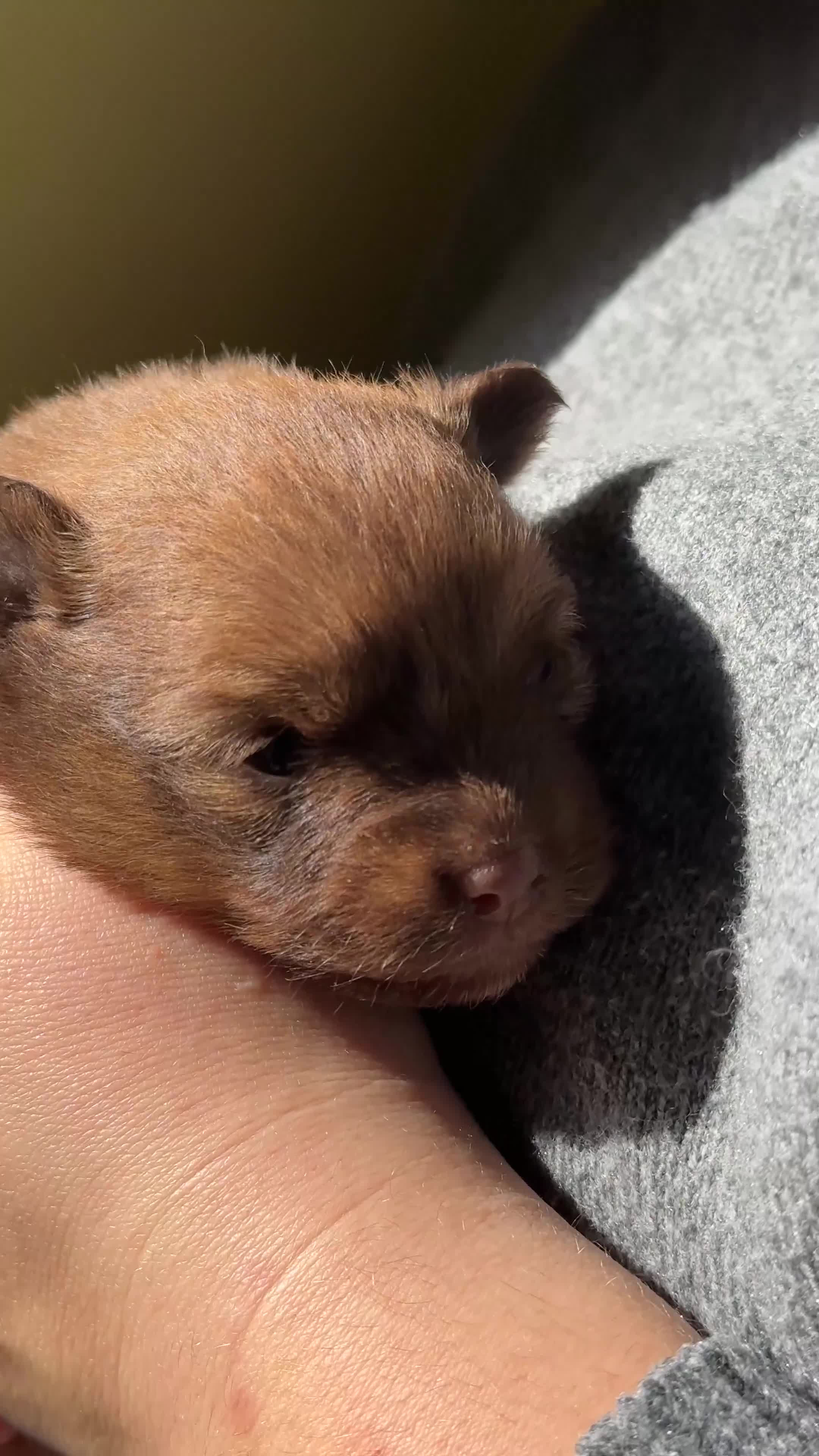 Pomeranian dogs for sale: Pomeranian Puppies for sale in Hartlepool - Video 3