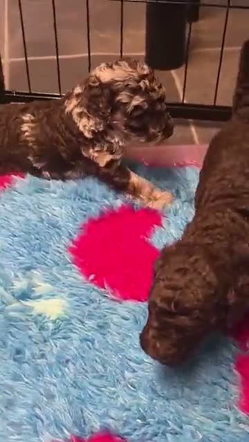 Cockapoo dogs for sale: Extensively health tested parents! F1b toy cockapo in Bishop's Stortford - Video 1