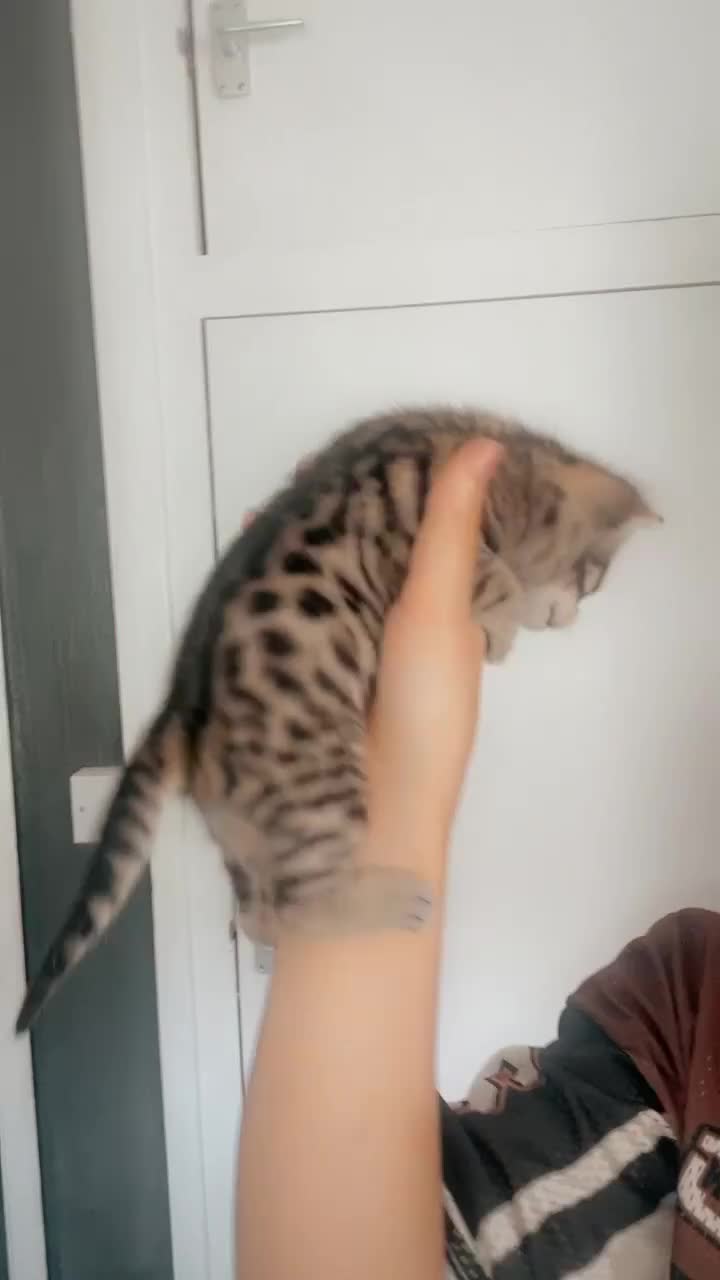 Bengal cats for sale: 4 Bengal kittens for sale  - Video 4