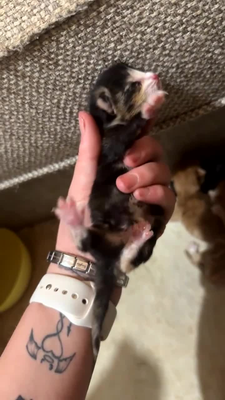 Mixed Breed cats for sale: Newborn kittens for sale - Video 4