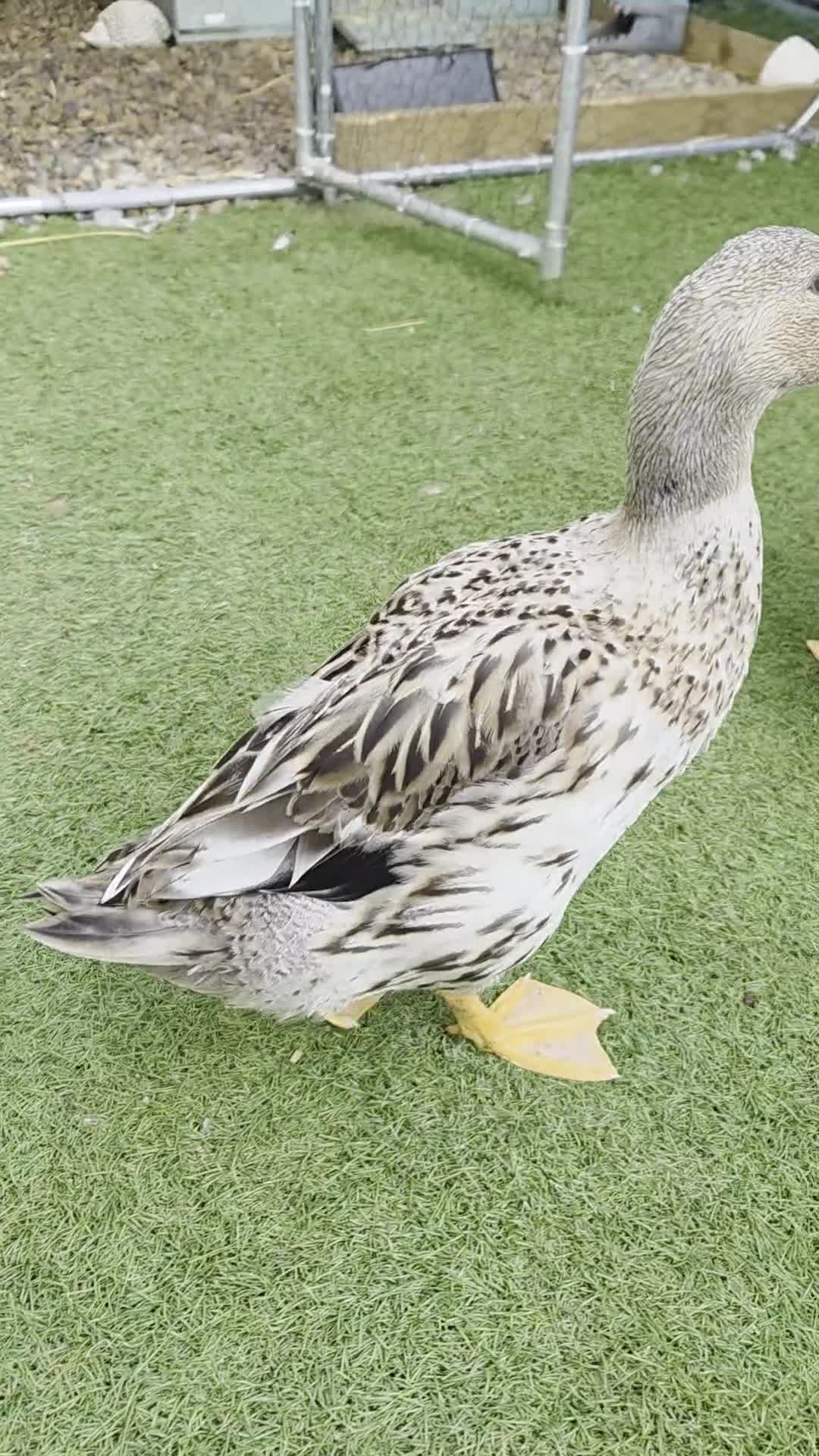 Ducks poultry for sale: 4 ducks looking for new home - Video 1