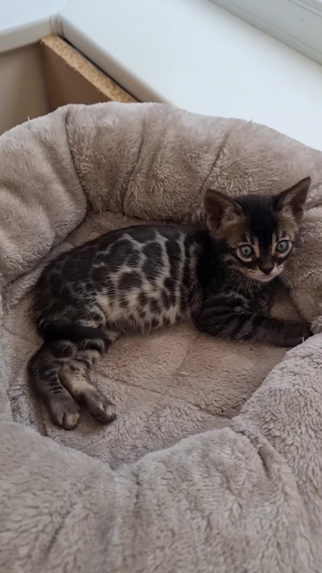 Bengal cats for sale: TICA Registered Bengal Kittens–Ready Nov 2025 🐾 - Video 4