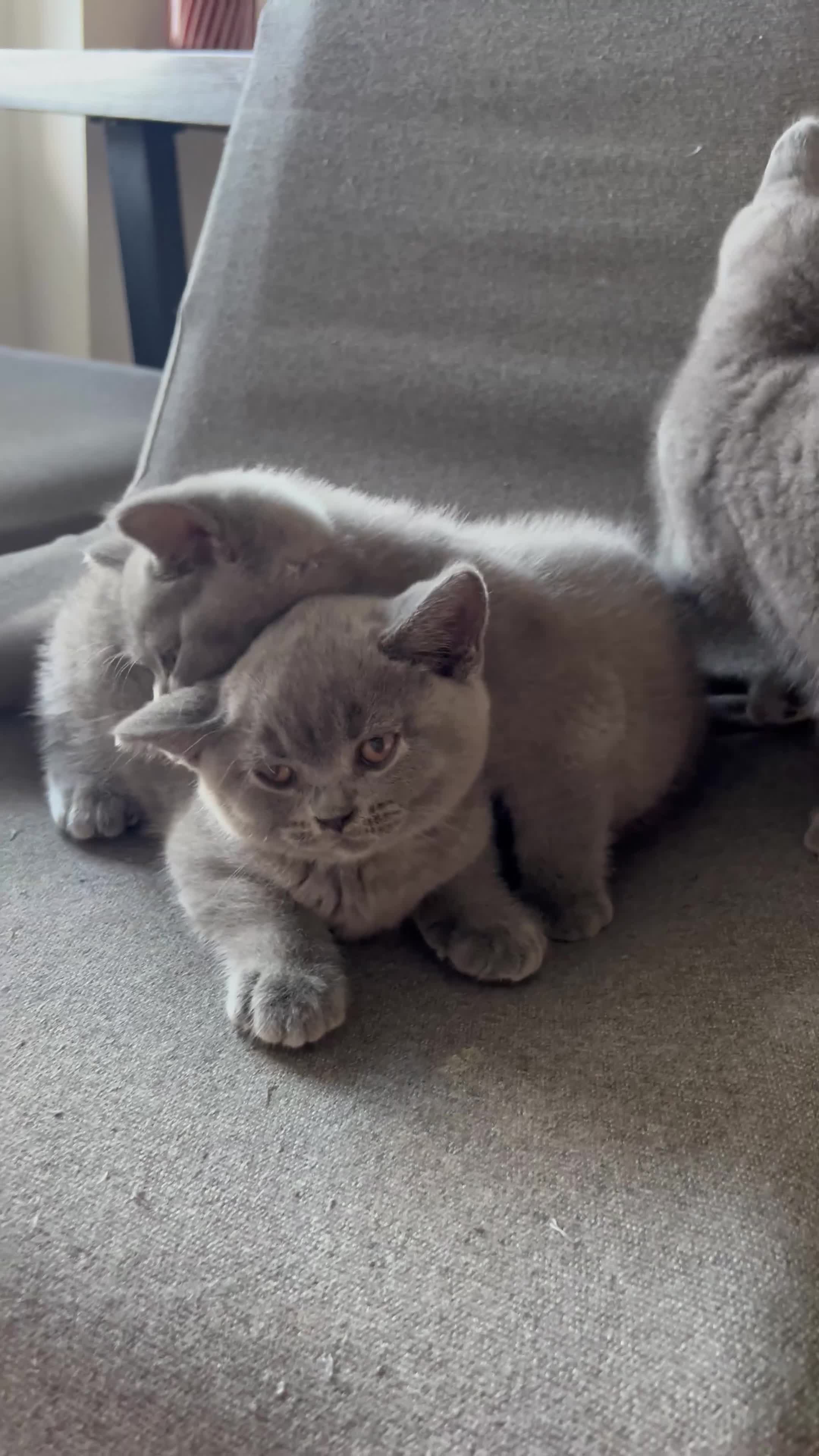 British Shorthair cats for sale: Beautiful British Shorthair Kittens - Video 1