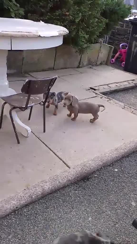 Miniature Dachshund dogs for sale: These 3 beautifull miniature dachshunds - Video 1
