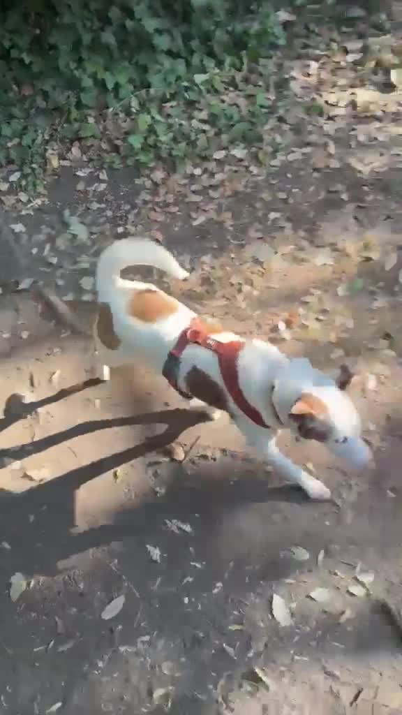 Mixed Breed dogs for adoption: ❤️🐶 SAGA – AN AMAZING GIRL WHO JUST NEEDS LIFE TO in Chester - Video 2