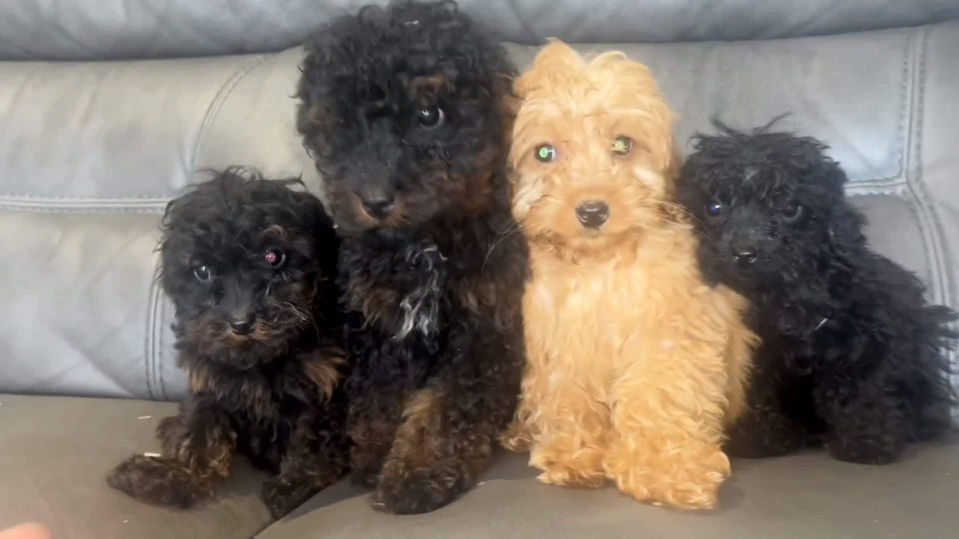 Cockapoo dogs for sale: 🐶F2 cockapoos 🐶 - Video 3