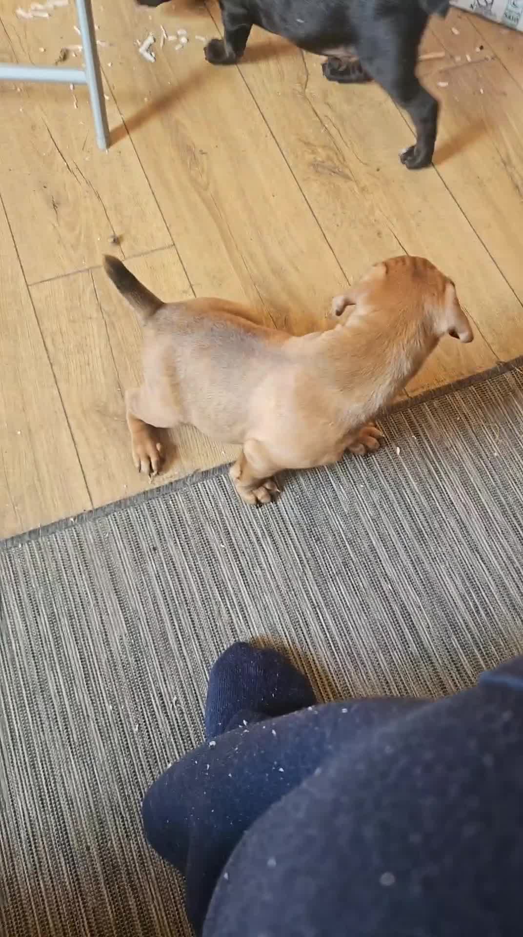 Mixed Breed dogs for sale: Lakeland bulls or bull lakelands  - Video 3