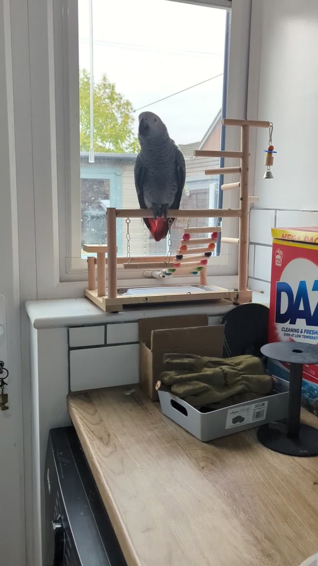 Parrots birds for sale: SOLD African grey parrot (Skittles) - Video 4