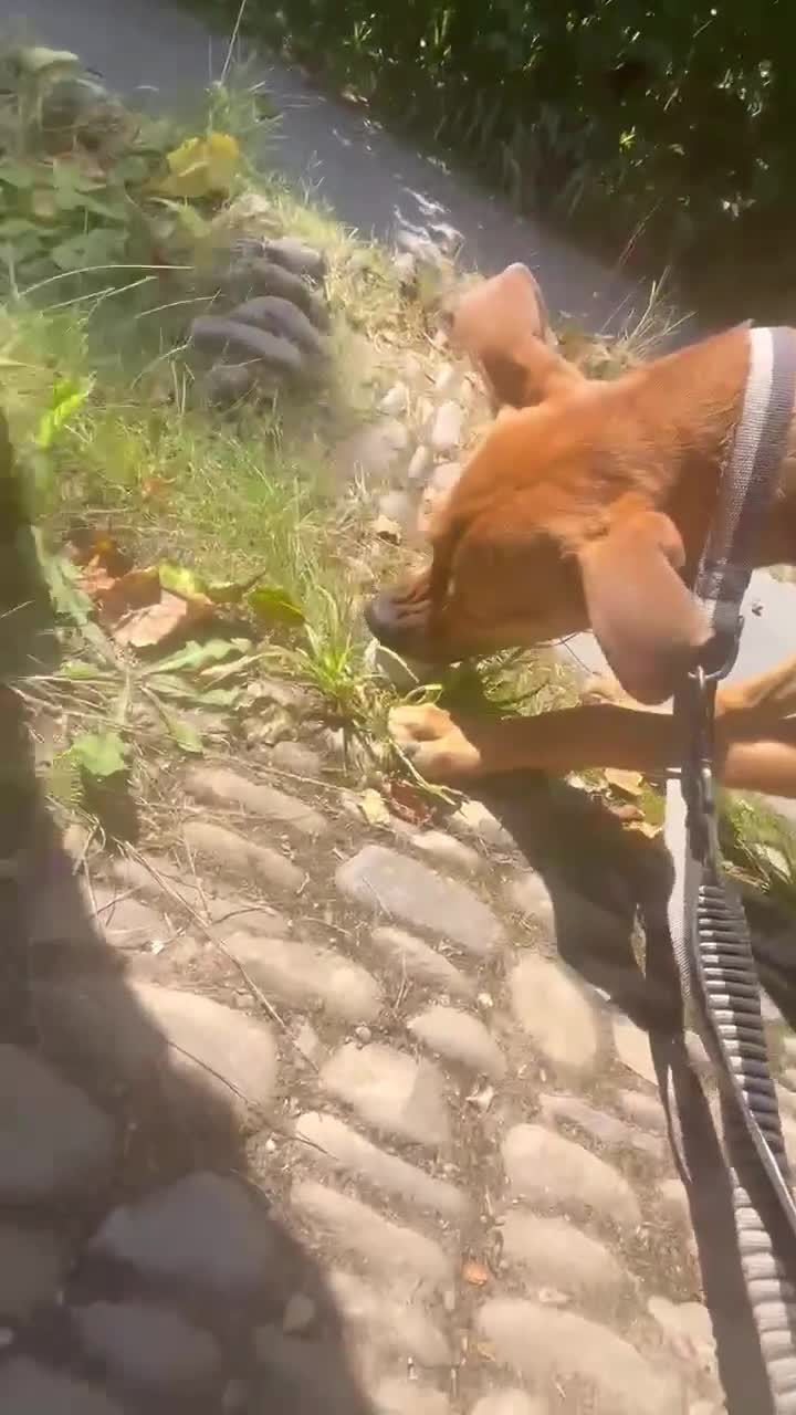 Mixed Breed dogs for adoption: Gandhi is looking for the best home for adoption - Video 1