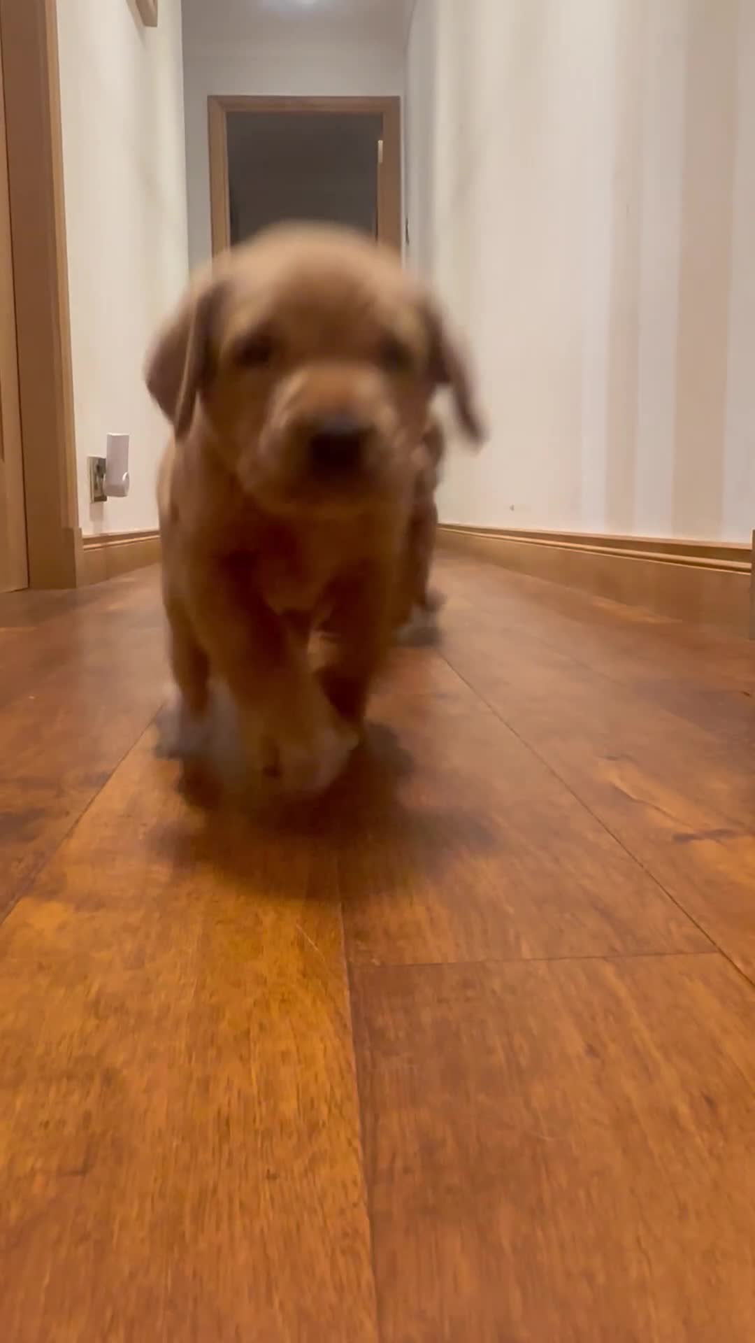 Labrador Retriever dogs for sale: ❤️ 🐾 KC registered Fox Red Labrador Pups, Angus - Video 1