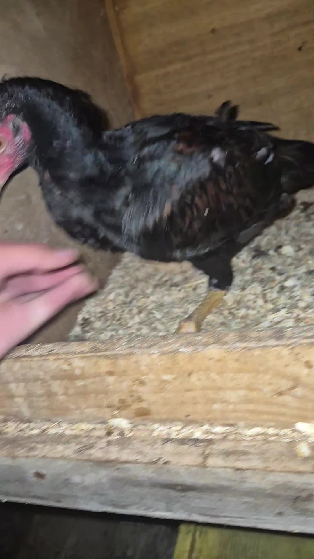 Chickens poultry for sale: Pure aseel hen and pullet, ganoi chicks,hint stag - Video 3