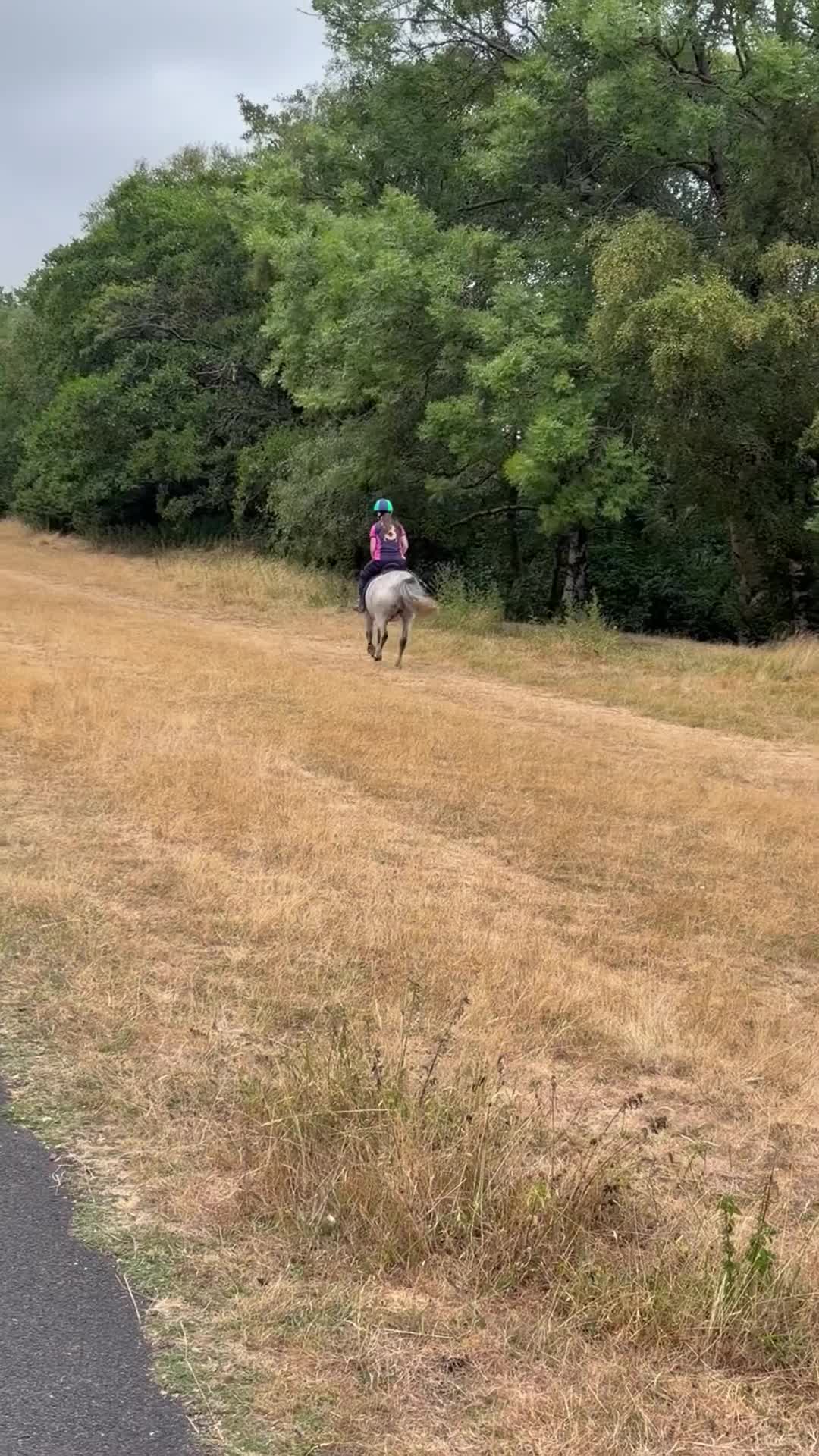 Welsh Section A horses for sale: Riding Welsh Section A  - Video 1