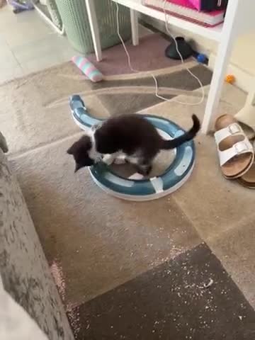 British Shorthair cats for sale: Male kitten  - Video 1