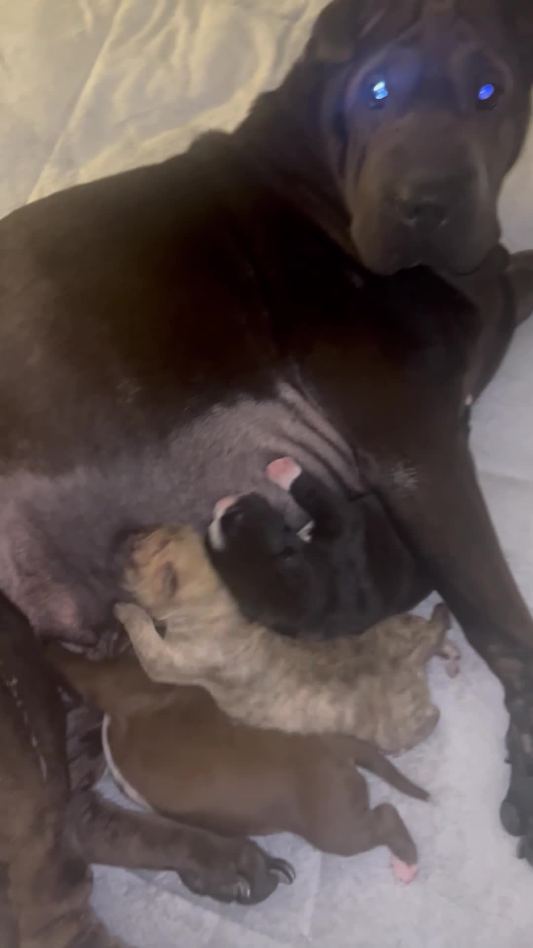 Mixed Breed dogs for sale: FULL SHAR-PEI/MASTIFF x STAFF = PUPPIES  - Video 1