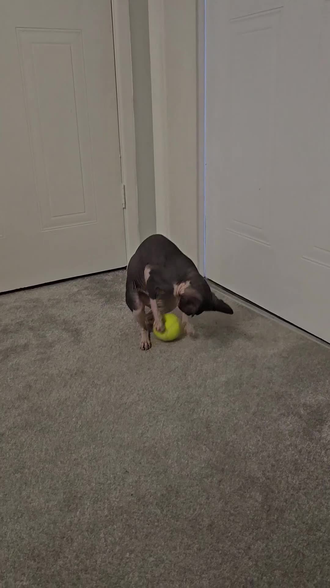 Sphynx cats for sale: Female Don sphynx cat for sale  - Video 1