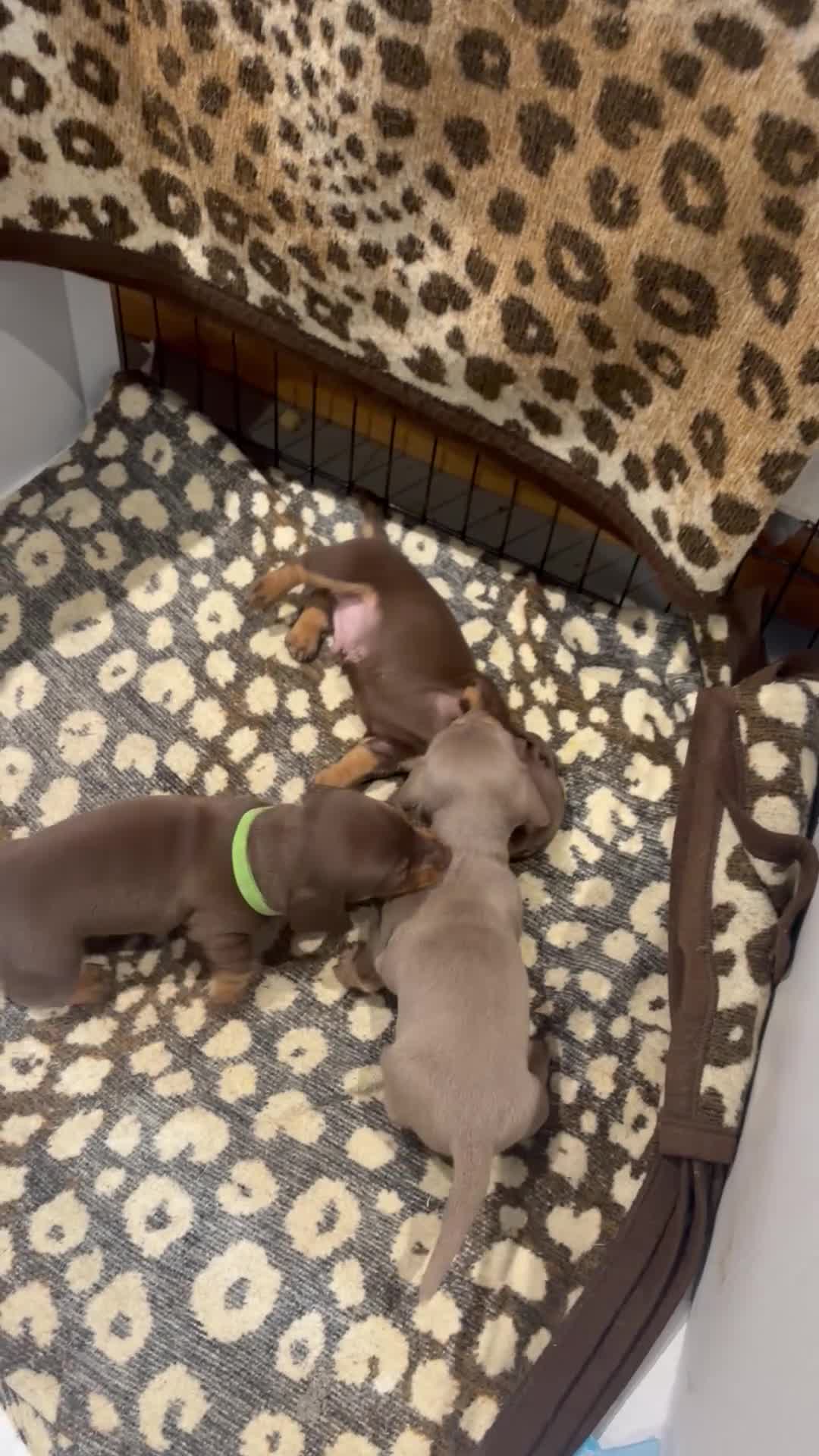 Dachshund dogs for sale: Standard/miniature dachshund puppies in Ware - Video 1