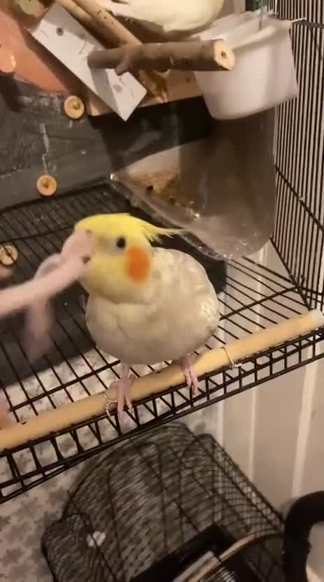 Cockatiels birds for sale: Coke  - Video 1