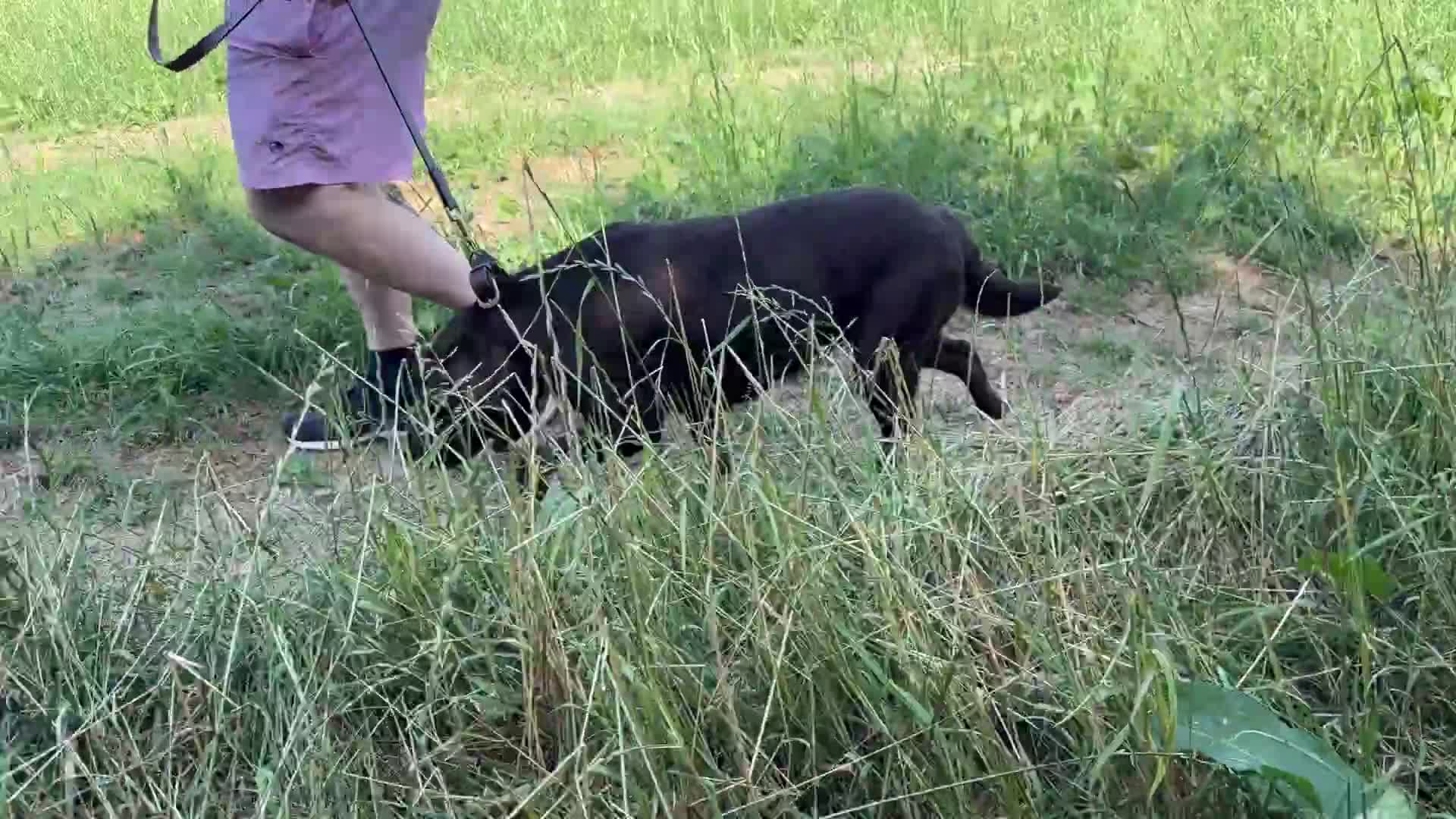Labrador Retriever dogs for sale: Quality KC Reg Chocolate Labrador Retriever Adult - Video 2