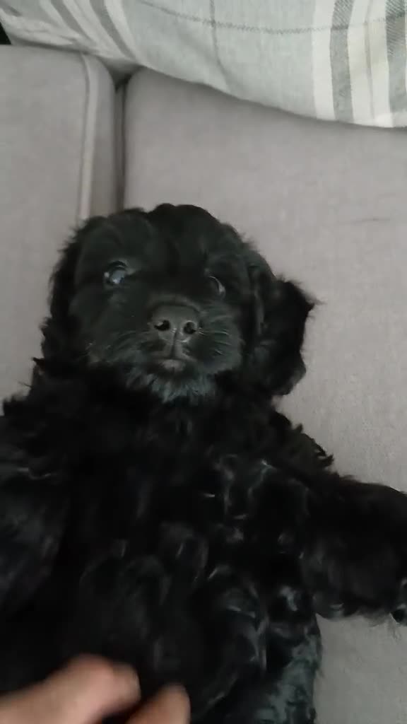 Cockapoo dogs for sale: Five star cockapoo ⭐️ - Video 2