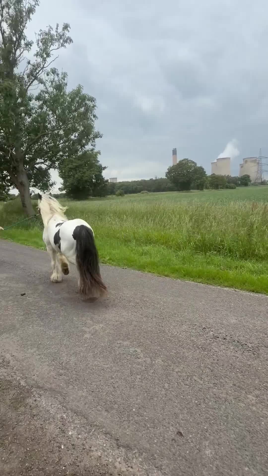 Irish Cob horses for sale: Tony the pony  - Video 1