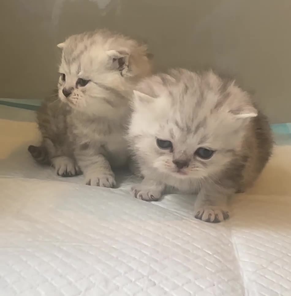 Scottish Fold cats for sale: 2 girl 1 boy beautiful quality Scottish Folds ❤️  - Video 2