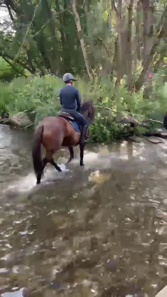 Irish Thoroughbred horses for sale: Super talented yet safe and level headed! in Newark - Video 1