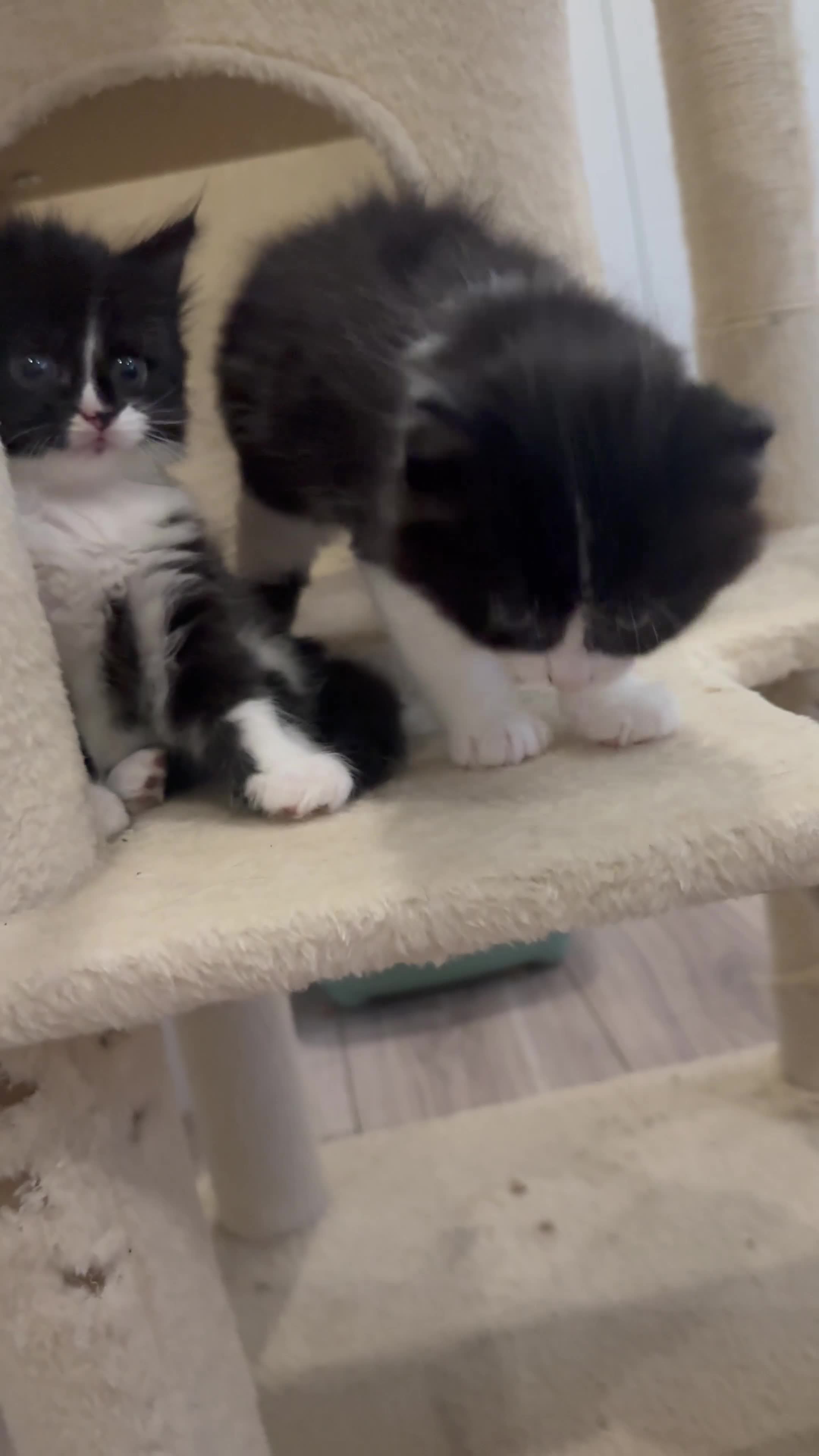 British Shorthair cats for sale: Beautiful mixed breed kittens  in Loughton - Video 3