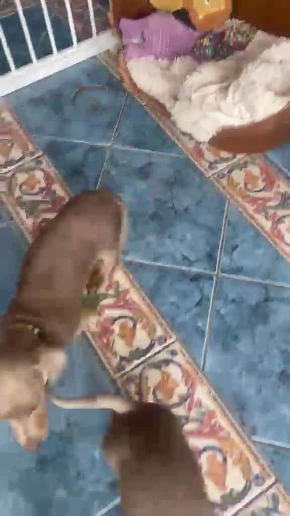 Miniature Dachshund dogs for sale: MINIATURE DACHSHUNDS KC REGISTERED in Colchester - Video 1
