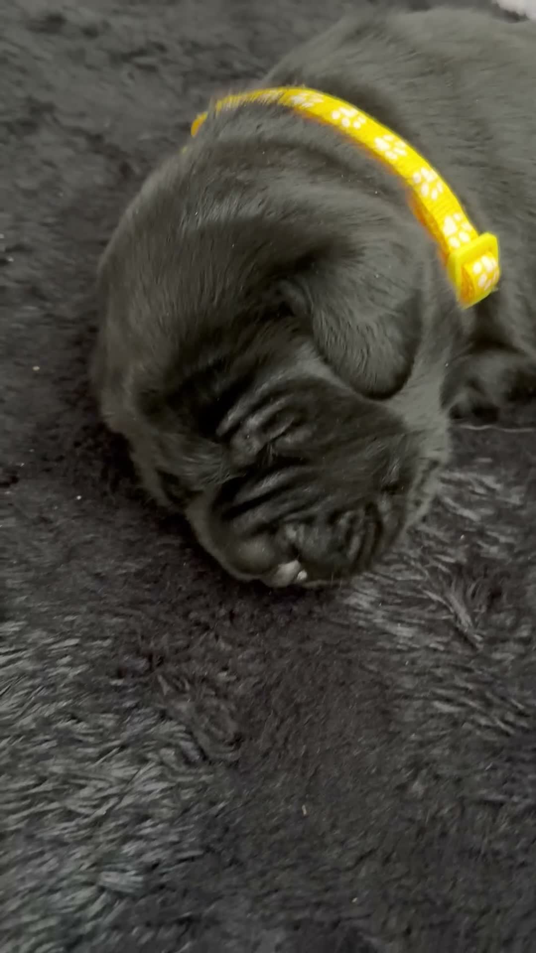 Labrador Retriever dogs for sale: Labrador puppies - Video 3