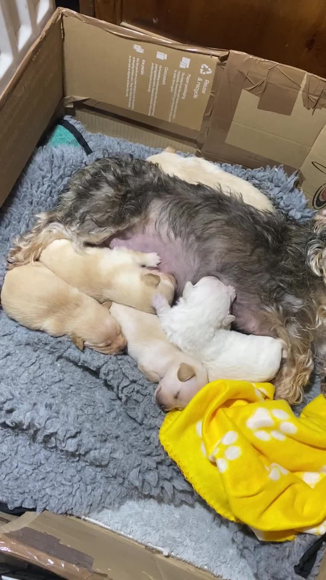 Mixed Breed dogs for sale: Daxie-CHON PUPPIES FOR SALE - Video 1