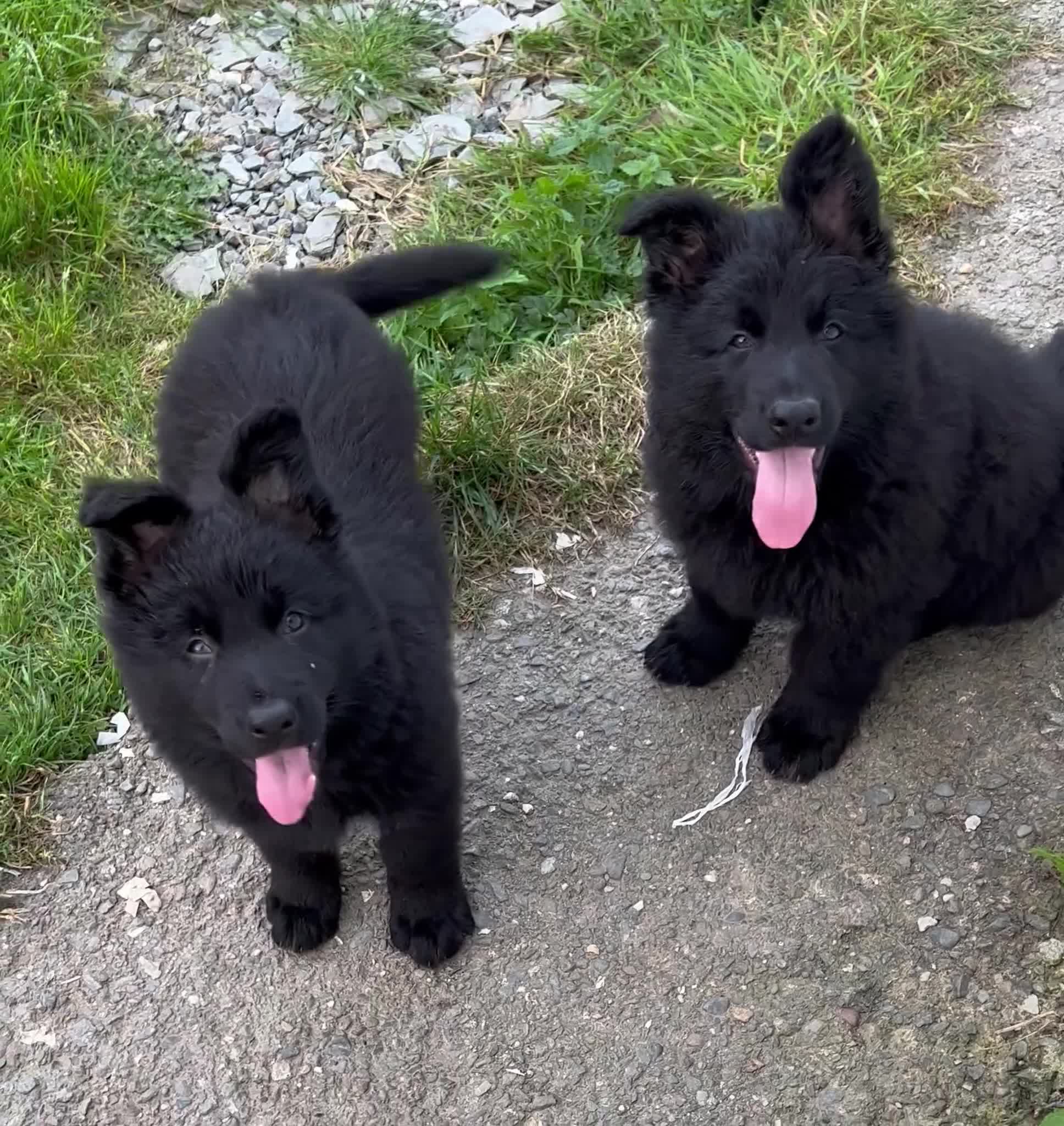 German Shepherd dogs for stud: Old-fashioned type GERMAN SHEPHERD at stud - Video 2